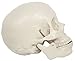 Life Size Skull -Two Piece - CH-S2