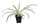 Ocean Spider Plant - 2 Plants - Easy to Grow - Cleans The Air - New - 3" Pots primary