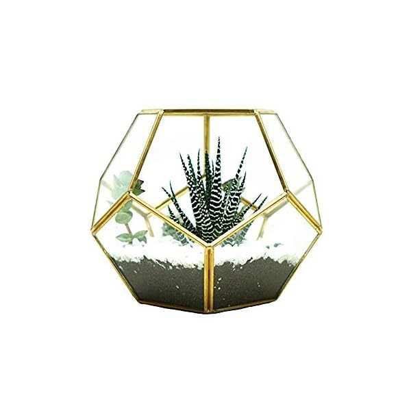 MINGZE Terrario a forma di pentagono, trasparente, formato da dodici lastre pentagonali in vetro, vaso per piante grasse…