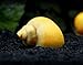 Aquatic Arts 5 Live Gold Mystery Snails Freshwater Aquarium Species/Real Living Glass Fish Tank Clearer | Nano Pets/Natural Decorations