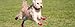RC Pets Sport PAWks Dog Socks, Paw Protection, Medium, Pink Heather