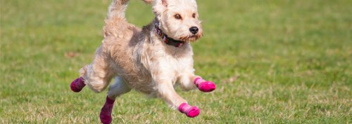 RC Pet Products Sport Pawks Dog Socks, Paw Protection