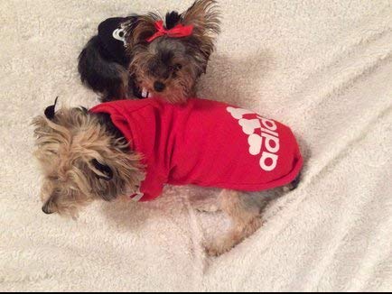 Moolecole Adidog Pet Dog Hooded Clothes Apparel Puppy Cat Warm Hoodies Coat Sweater for Small Dogs(M, Red)