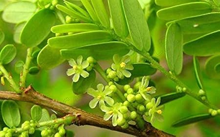 Amazon Com Fresh Phyllanthus Emblica Indian Gooseberry Amla