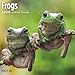 2020 Frogs Wall Calendar by Bright Day, 16 Month 12 x 12 Inch, Reptiles and Bugs Animals