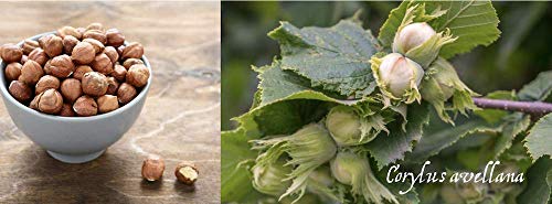 Wilderness Poets, Oregon Hazelnuts - Organic, Raw, Whole Nuts with Skins, No Shells, Bulk Size (32 Ounce - 2 Pound) - Image 7