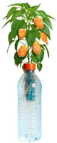Petomato Habanero Plant New