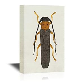 Insects Artwork Series an Oberea Oculata Longhorn Beetle