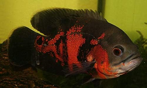 oscar tropical fish