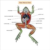 VERVE PIPE - A Family Album - Amazon.com Music