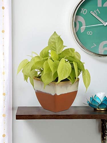 Exotic Green Golden Oxycodium Indoor Plant