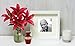Trupoint Memorials Small Urns for Human Ashes Keepsake, Decorative Mini Cremation Urn for Adult Men and Women, Small Grecian Red and Gold