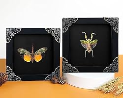 2 Real Mantis Lanternfly Butterfly Frames Dead