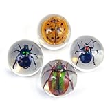 Beetle Marbles 4pcs Set
