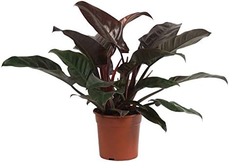 FloraStore - Philodendron Imperial Red (Pot 24 cm) (1x), House Plant