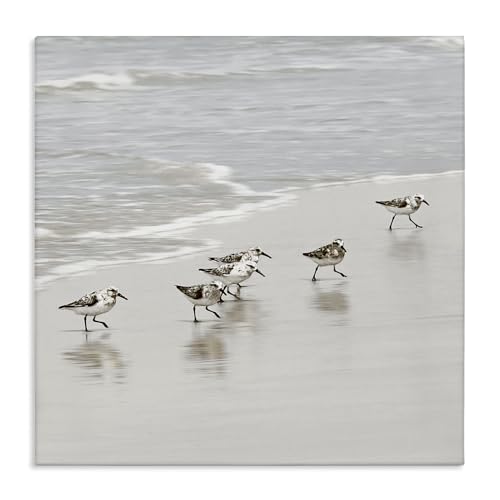 Scurrying Sandpiper Birds, 36 x 36 Inch Canvas Wall Art at Amazon