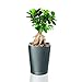 Lechuza Deltini Self Watering Planter - Gloss White
