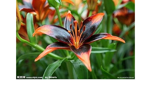 570 Koleksi Hantu Flores Terbaik