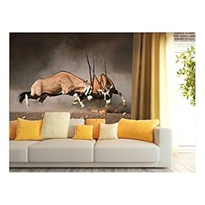 Intense Fight Between Two Male Gemsbok on Dusty Plains of Etosha - Removable Wall Mural | Self-Adhesive Large Wallpaper - 66x96 inches