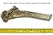 WhiteTail Naturals - Deer Antlers for Large Dogs - (1 Pack - Extra Large) - All Natural Dog Antler- Naturally Shed, Long Lasting Chew Bone, Crafted in USA for Aggressive Chewers