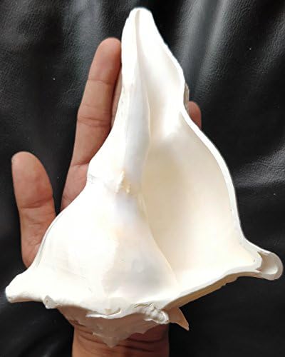 Blupetal Dakshinavarti Lakshmi Natural Pooja Shankh/Conch | Valampuri Shank- 16CM