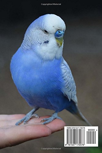 budgerigar pet bird