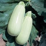 Squash Barq F1 Seeds - Vegetable Seeds Package