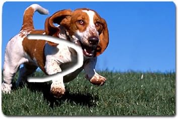 basset hound gifts amazon