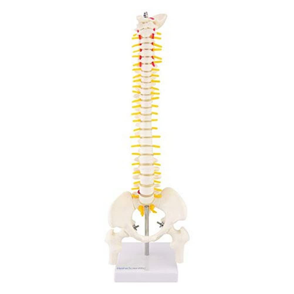 HeineScientific Half Size Miniature Spine Natural