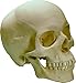 Life-Size Human Skull Replica, Model 3093001, by Nose Desserts