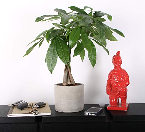 3 Costa+Farms+Pachira+Premium+16+Inches