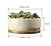 LANKER 6.3 Inch Round White Ceramic Succulent Planter Pot Decorative Cactus Plant Pot Flower Container with Bamboo Tray (Round 6.3Inch)thumb 4
