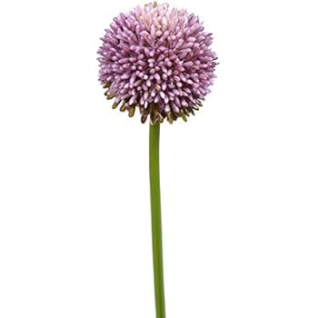 Amazon.com: FloristryWarehouse Allium Artificial Single ...