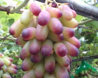 Amazon ぶどう マニキュアフィンガー 1kg 山形県庄内産 庄内の恵み屋 庄内の恵み屋 ぶどう 通販