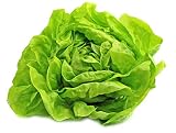 Buttercrunch Lettuce Seeds - Non-GMO - 5 grams, approximately 2,850 seeds