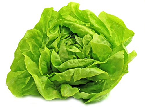 Buttercrunch Lettuce Seeds - Non-GMO - 5 grams, approximately 2,850 seeds