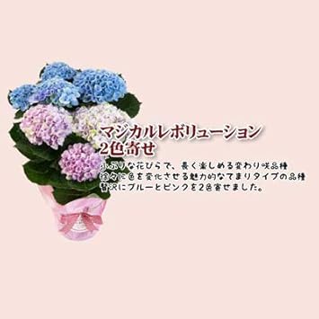 Amazon 母の日 まだ間に合う アジサイ 選べる18種 紫陽花 彩良レッド チンロン カミーラ スプラッシュ 希少品種 送料無料 5号鉢 沖縄不可 贈答 花種選択 マジカルレボリューション 2色 Tokyoflower 観葉植物 通販