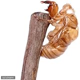 (昆虫)セミの抜け殻(5個) 本州・四国限定[生体]