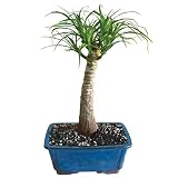 Brussel's Live Pony Tail Palm Indoor Bonsai Tree - 5 Years Old; 12" to 20" Tall with Decorative Container