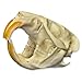 Innoverse Real Bone Coyote Raccoon Muskrat Mink Skunk Skull Taxidermy Bone (All 5 Skulls Combo)