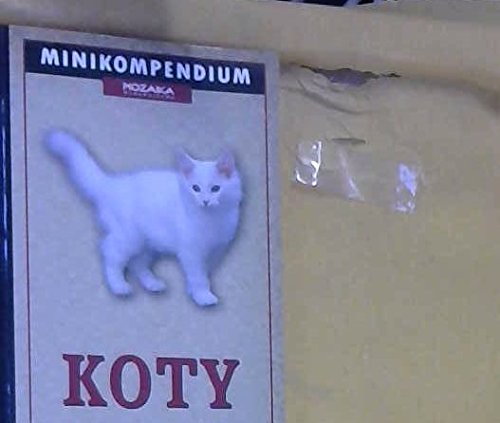 Koty (polish)