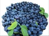 300+Super Sweet n Huge BLUEBERRY SEEDS! Highbush Mix Perennial Fruit
