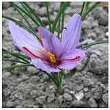 15 Stücke Safran Zwiebeln (Crocus Sativus) - Pflanzen Sie