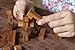 Newton's Comet: Handmade & Organic 3D Brain Teaser Wooden Puzzle for Adults from SiamMandalay with SM Gift Box(Pictured)