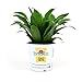 Burpee's Dracaena 'Janet Craig' | Indirect Medium Light, Easy Care House Plant | 4