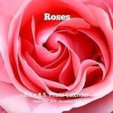 Roses 8.5 X 8.5 Calendar September 2019 -December 2020: Monthly Calendar with U.S./UK/ Canadian/Chri by 