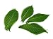 NAVA CHIANGMAI Rubber Tree Leaves - Pack of 100 Skeleton Leaves Decorative DIY Craft, Artificial Leaves Craft Card Scrapbook DIY Handmade Embellishment Decoration Art (Green)