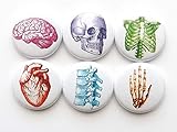 Colorful Anatomy magnets 1 inch funky skull brain hand anatomical heart party favors stocking stuffers med student graduation gift