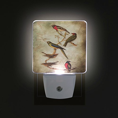 Bird Night Lights Kritters in the Mailbox Bird Night Light