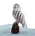 iGifts And Cards Magical Owl 3D Pop up Greeting Card - Animal, Zoo, Cute Bird, Nocturnal, Fun, Graduation, Happy Birthday, Spouse's Day, Just Because, Love, Friendship, Thank You, Special Occasion